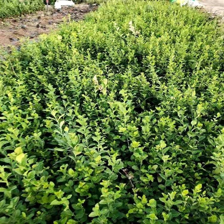 小叶卫矛大叶黄杨价格大叶卫矛营养杯小苗