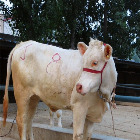 利木赞牛犊 成长率高 小牛犊牛崽 肉牛犊价格