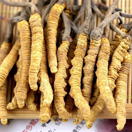 广州市-街-道-路-村-屯-庄-小区-回收冬虫夏草-电话-价格