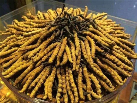 石家庄辖区回收冬虫夏草之桥东 西 南北门 小区周边电话
