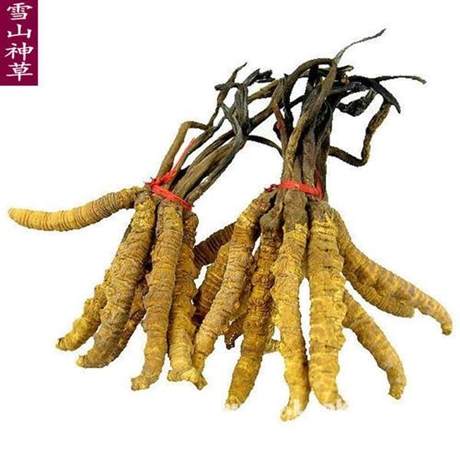 合肥市-街-道-路-村-屯-庄-小区-回收冬虫夏草-电话-价格