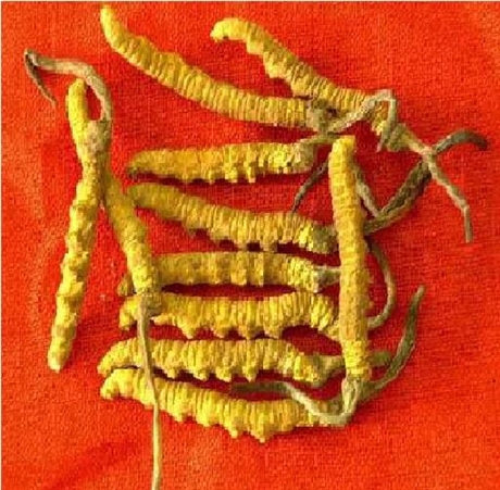 天津津南区-街-道-路-村-屯-庄-小区-回收冬虫夏草-电话-价格