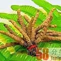 郑州市回收冬虫夏草之桥东 西 南北门 小区周边电话