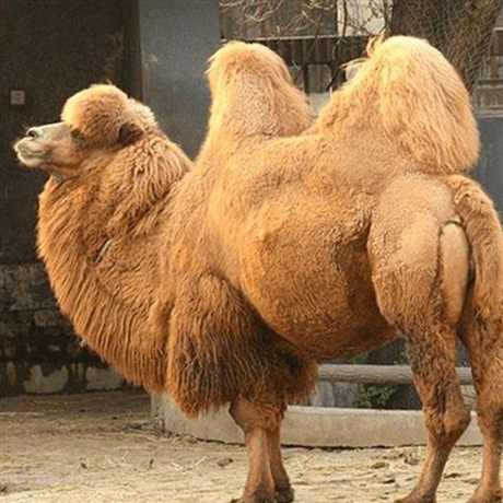 动物园展览骆驼成年骆驼批发骆驼批发价格