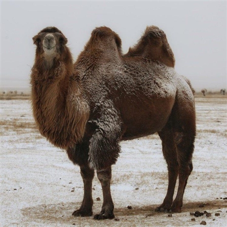 骆驼养殖场双峰骆驼养殖租赁小骆驼出售价格