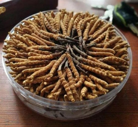 三水南山回收蟲(chóng)草多少錢(qián)-冬蟲(chóng)夏草回收多少錢(qián)一克
