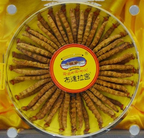 博羅福田回收蟲草多少錢 回收蟲草價(jià)格多少