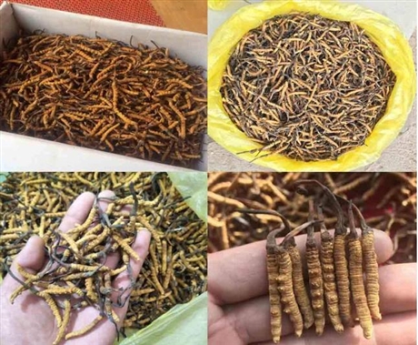 荔灣彩虹回收蟲草多少錢-回收蟲草電話多少