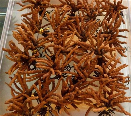清远清城上门回收冬虫夏草店-哪里有回收虫草的