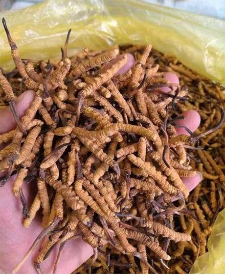 越秀农林回收冬虫夏草价格-哪里有回收虫草的
