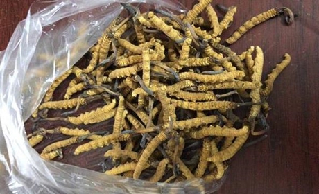 惠東稔山上門回收冬蟲夏草店-哪里有回收蟲草的