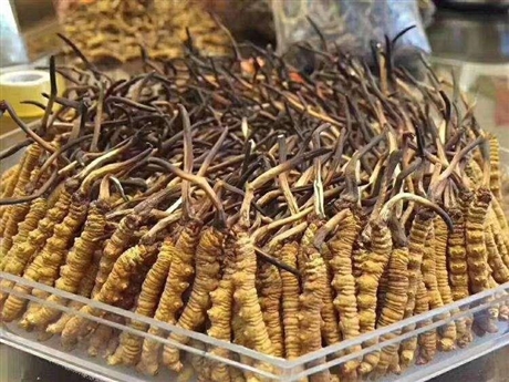 新聞：豐澤回收冬蟲夏草商隨時(shí)與您溝通蟲草回收價(jià)格