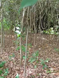 山西紫藤基地报价