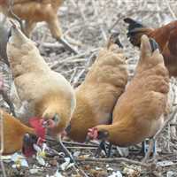 黄毛乌鸡苗爆款包疫苗包运输雪峰乌鸡苗