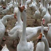 皖西苗湖南苗活体幼崽