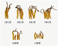 湖北宜昌回收（独立22克25克30克60克包装）礼品冬虫夏草