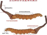 陕西西安社区回收冬虫夏草-涵盖22克25克30克250克整盒礼品草