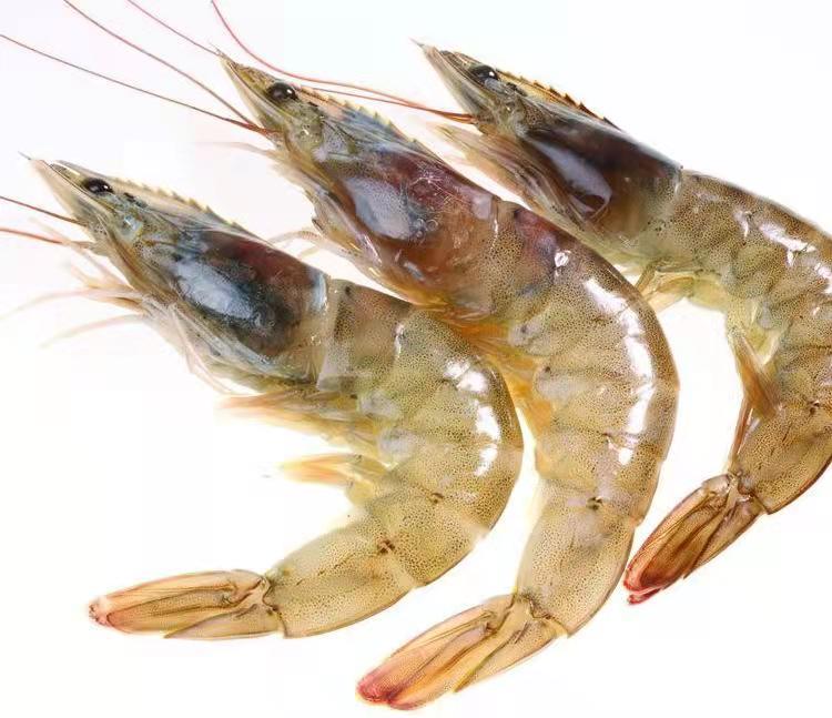 纯淡水养南美白对虾