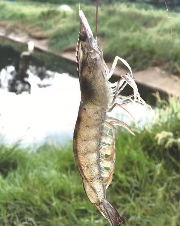 纯淡水白对虾养殖外塘养殖对虾技术