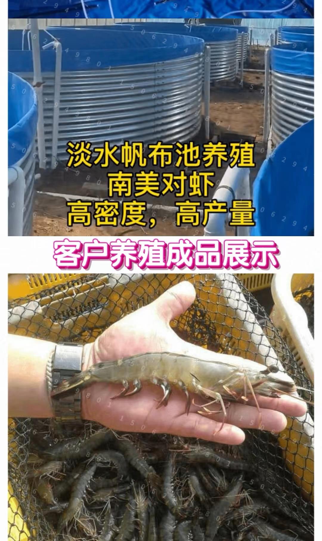 养殖白虾的解毒 养殖白虾的解毒剂是什么