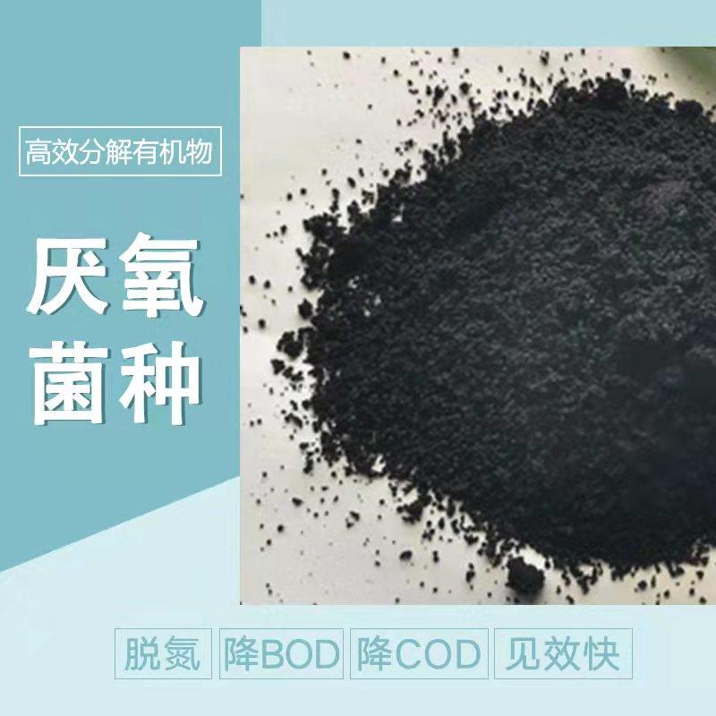 复合微生物菌剂通州氨氮降解菌种多少钱一吨