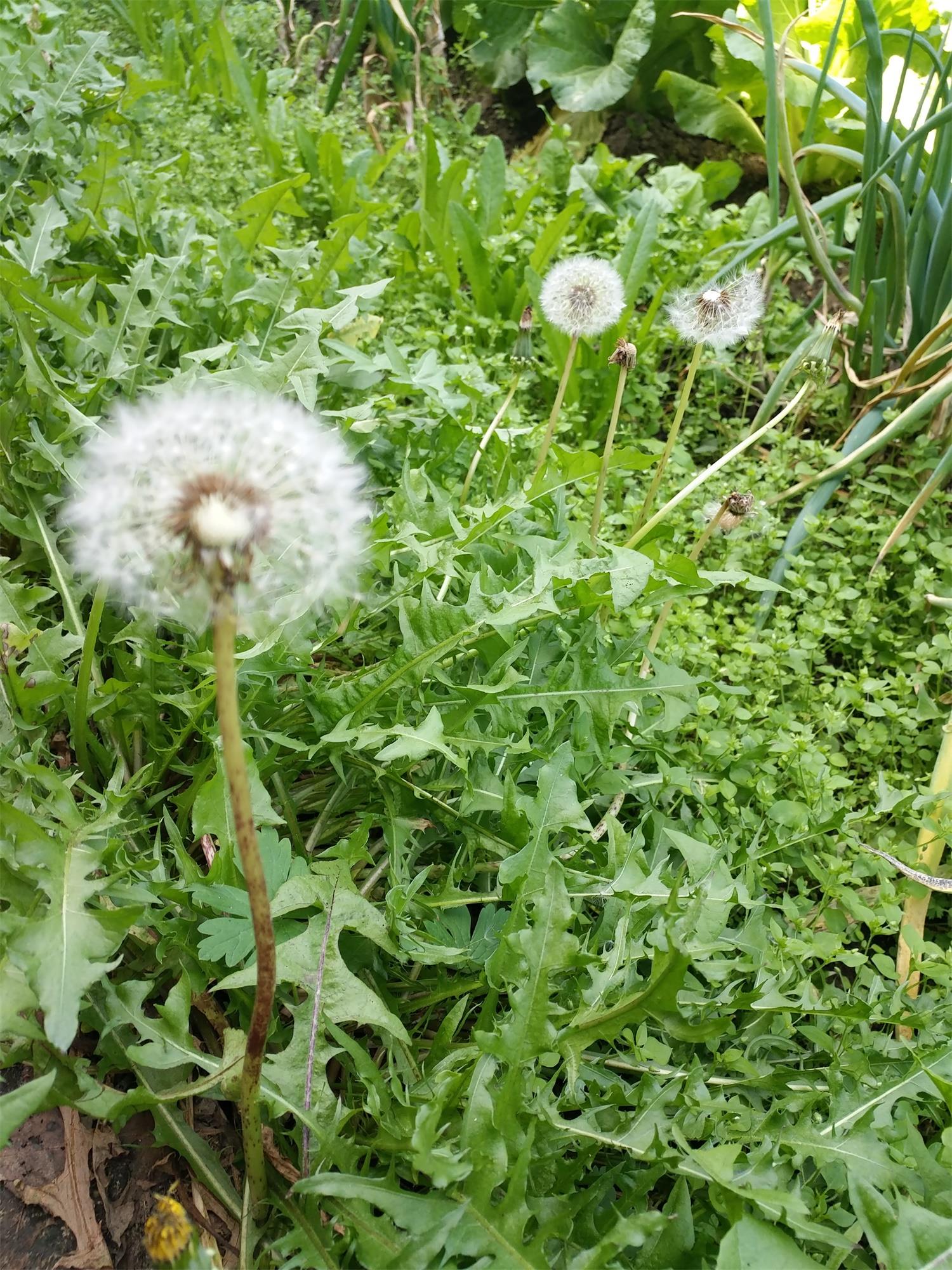 蒲公英种子产地除草剂蒲公英种子成活率图片育苗方法