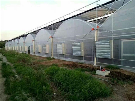 應(yīng)城連棟大棚蔬菜大棚土地利用率高