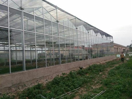 鐘祥連棟大棚蔬菜大棚土地利用率高