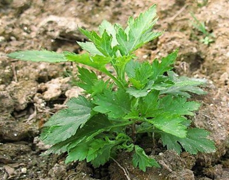 菊花苗產(chǎn)地種植利潤菊花苗產(chǎn)地除草劑自產(chǎn)自銷