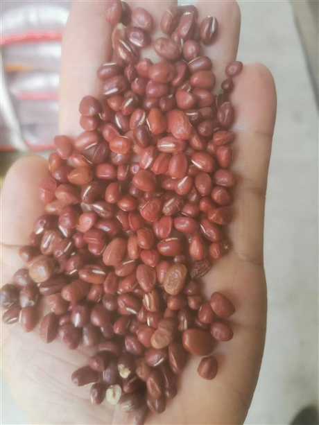 全国供货批发红小豆工厂食品级原料豆
