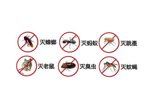 深圳罗湖蟑螂防治公司  家庭灭蟑螂价格虫害防治如何收费