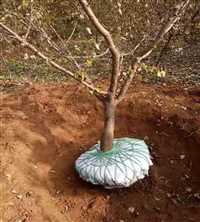 苗圃珍珠油杏当年结果基地