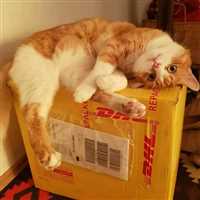 鲅鱼圈区DHL敦豪国际快递 鲅鱼圈区DHL快递到美国/邮寄国外