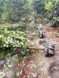 四川成都茶花价格茶花地笼子