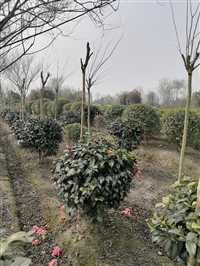 湖北茶花基地茶花地笼子