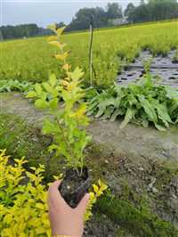 湖南金叶女贞小40高金叶女贞