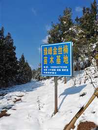 安徽10公分金丝楠木价格行情袋苗