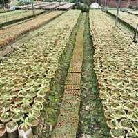 安徽1米金丝楠木快递物流袋苗