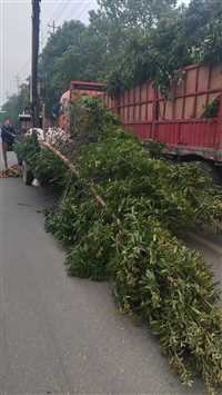 安徽1公分植树节树种袋苗