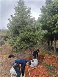 安徽1米植树节树种袋苗