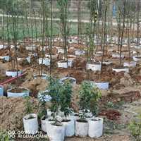 湖北10公分金丝楠木快递物流袋苗