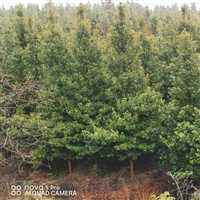 北京15公分金丝楠木快递物流袋苗