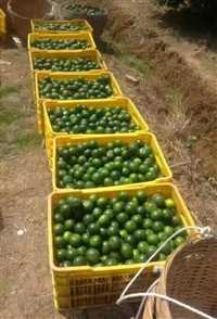 潮州乔丰塑料筐 周转箱  深圳塑料卡板