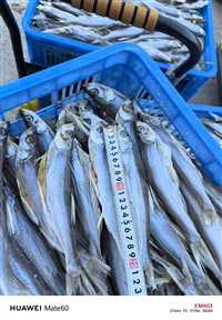 贺州耐低温冻库专用乔丰塑胶桶 塑料水桶塑料托盘，卡板  佛山市乔丰塑胶实业有限公司