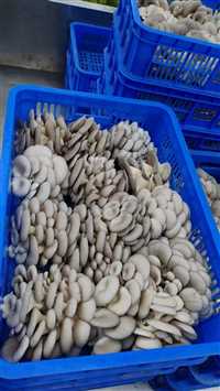 云浮耐低温冻库专用乔丰塑胶桶 塑料水桶塑料托盘，卡板  佛山市乔丰塑胶实业有限公司